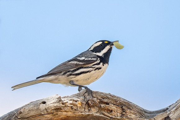 Black-throated Gray Warbler