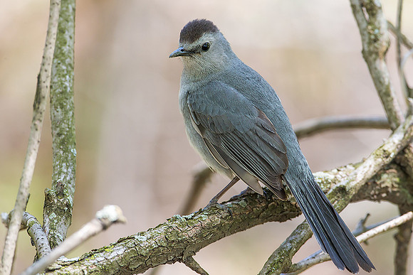 Gray Catbird