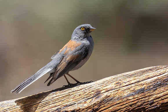 Yellow-Eyed Junco