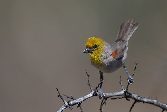 Verdin