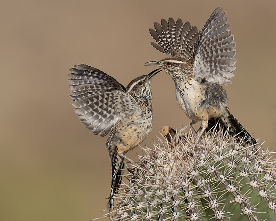 Cactus Wren