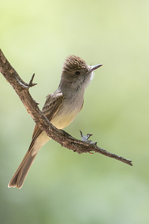Dusky-capped Flycatcher