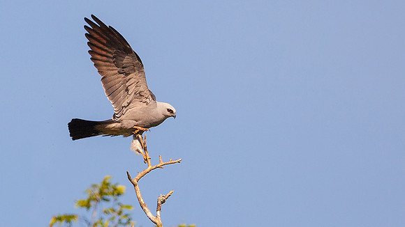 Mississippi Kite