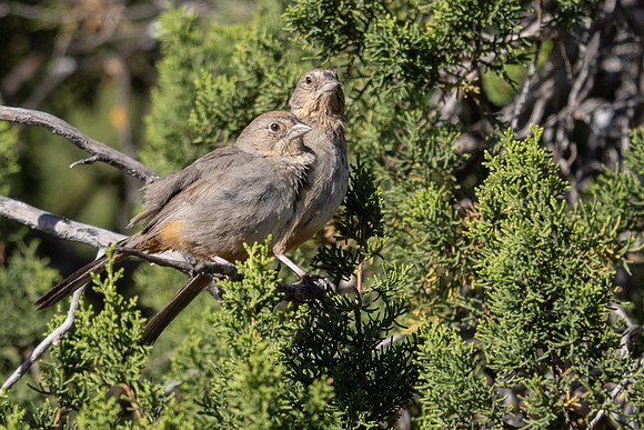 Canyon Towhee