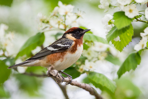 Bay-breasted Warbler
