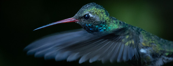 Broad-billed Hummingbird