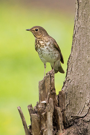 Swainson's Thrush