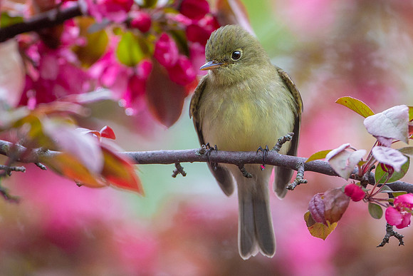 Yellow-bellied Flycatcher