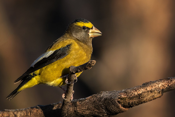 Evening Grosbeak
