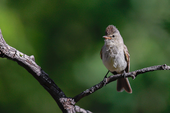 Northern Beardless Tyrannulet