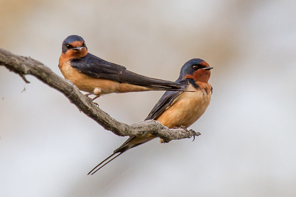 Barn Swallow