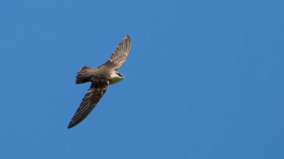 Chimney Swift