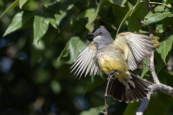Cassin's Kingbird