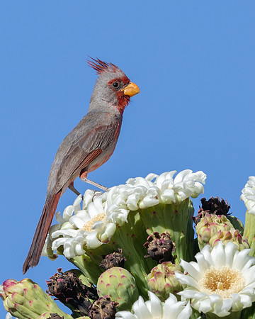 Pyrrhuloxia