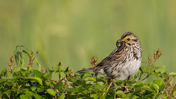 Savanna Sparrow