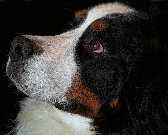 Domestic Animal