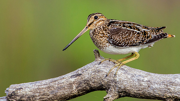 Wilson's Snipe