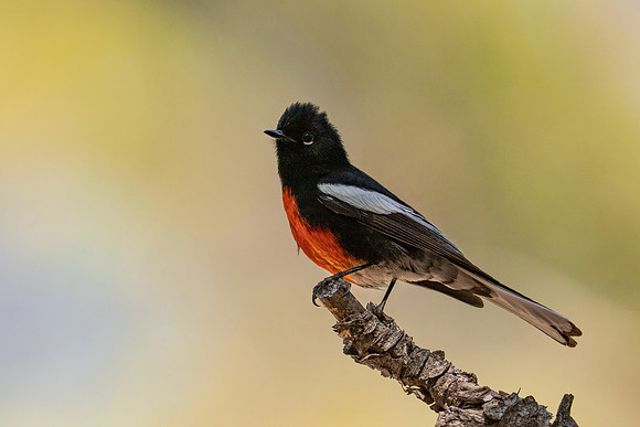 Painted Redstart
