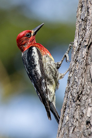 Red-breasted Sapsucker