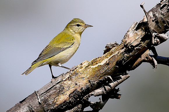 Tennessee Warbler