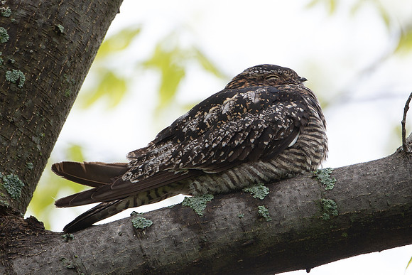 Common Nighthawk