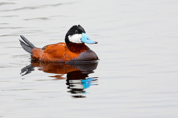 Ruddy Duck