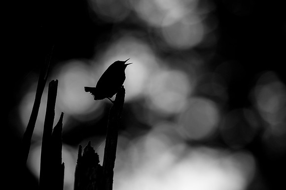 Pacific Wren