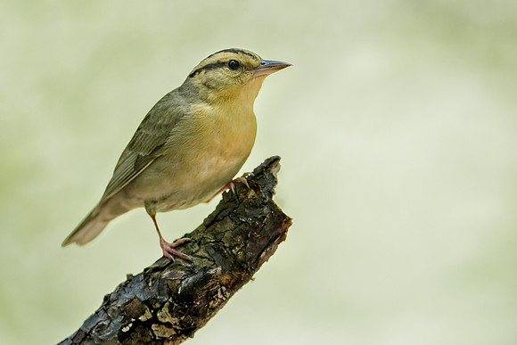 Worm-eating Warbler