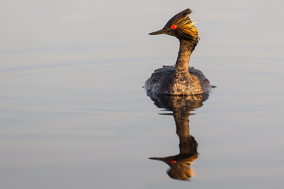 Eared Grebe