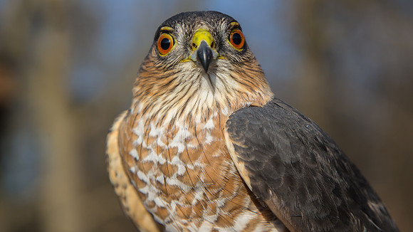 Sharp-shinned Hawk