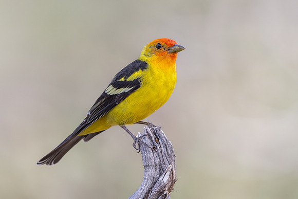 Western Tanager
