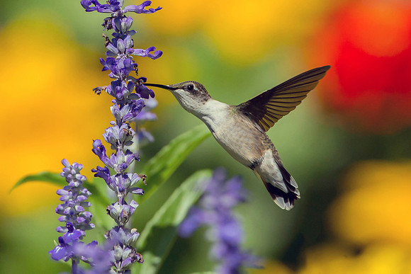 Ruby-throated Hummingbird