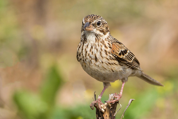 Vesper Sparrow