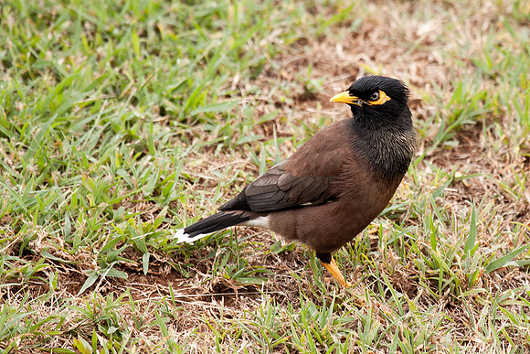Common Myna (Hawaii Introduced)