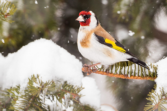 European Goldfinch