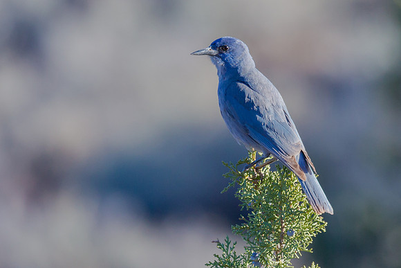 Pinyon Jay