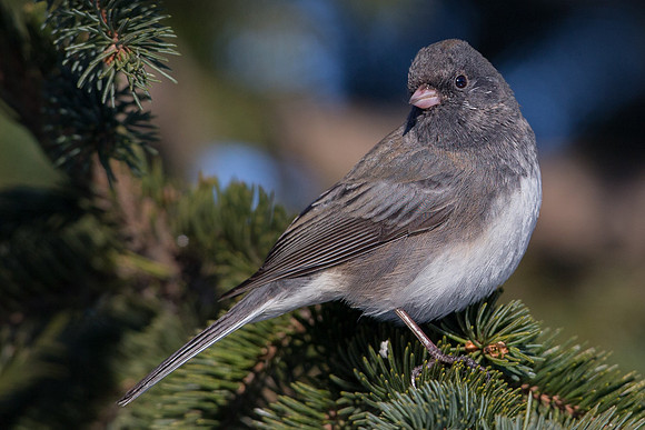 Dark-eyed Junco