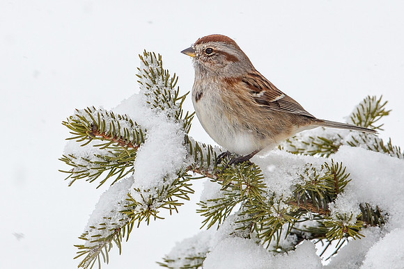 Song Sparrow