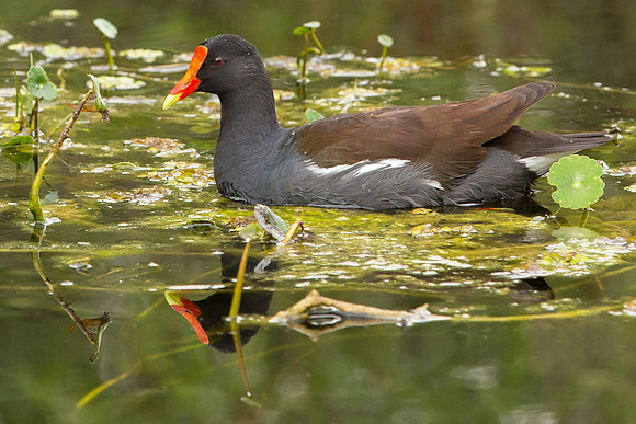 Moorhen