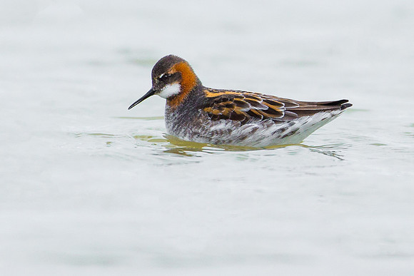 Red-necked Phalarope