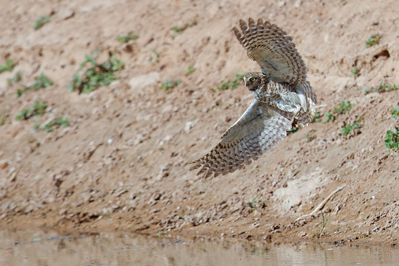 Burrowing Owl