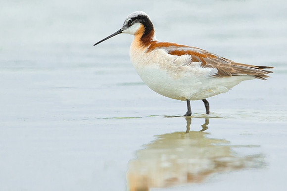 Wilson's Phalarope