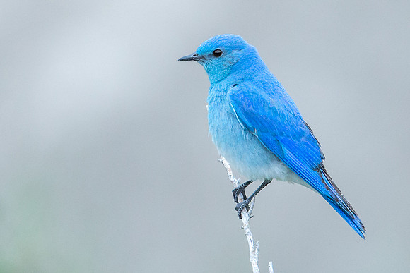 Mountain Bluebird