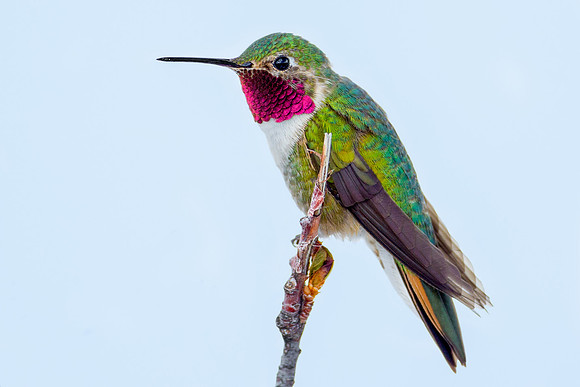 Broad-tailed Hummingbird