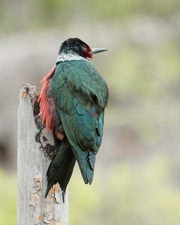 Lewis Woodpecker