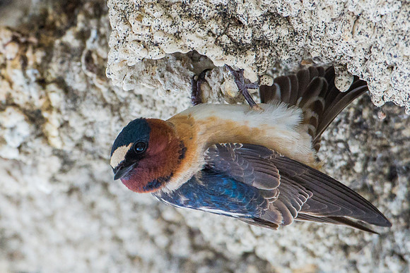 Cliff Swallow