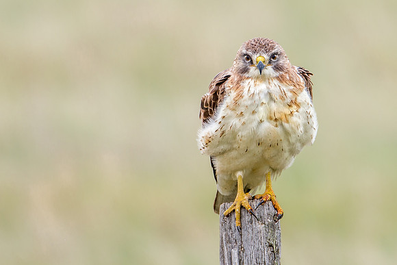 Swainson's Hawk