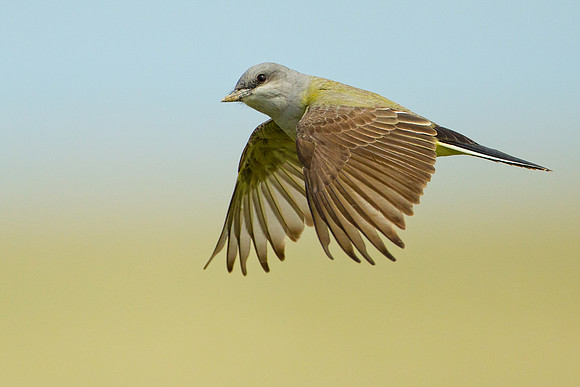 Western Kingbird