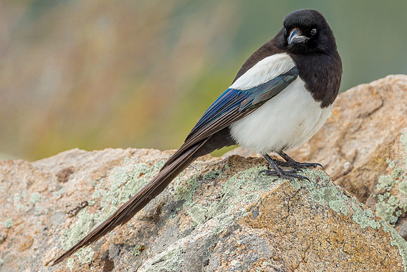 Black-billed Magpie
