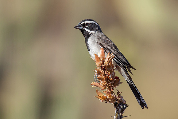 Black-throated Sparrow